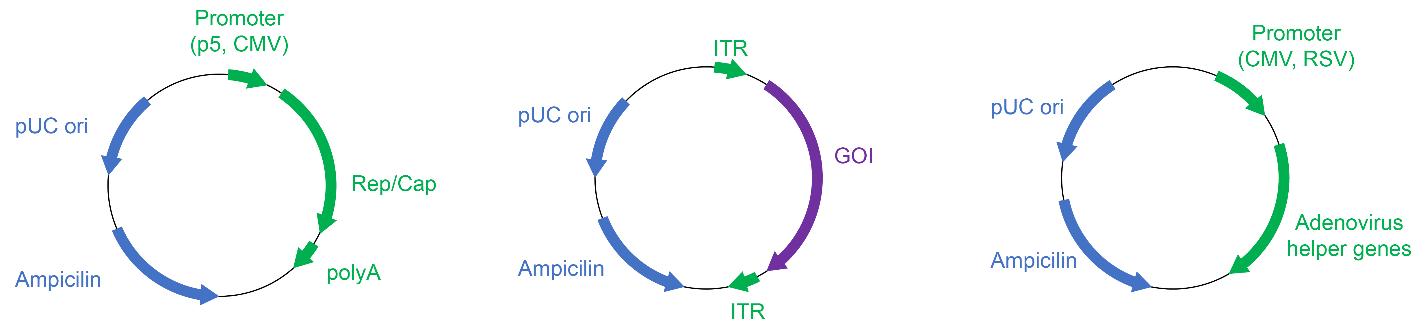 Plasmids necessary for production of recombinant AAV, consisting of bacterial components